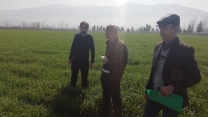 بازدید از مزرعه تکثیری موسسه تحقیقات پنبه کشور در روستای کارکنده شهرستان بندر گز گلستان