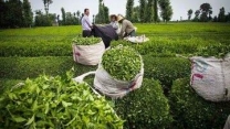 واریز ۸۸ میلیارد ریال از سوی سازمان چای کشور برای پیش‌خرید کود اوره در گیلان 