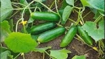 توزیع  مقدار٧٥ تن انواع کود کشاورزی یارانه ای  برای مزارع  خیار شهرستان علی آباد کتول  در خرداد ماه سال۱۴۰۴