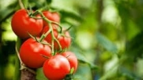 توزیع  مقدار5 تن انواع کود کشاورزی یارانه ای  برای مزارع گوجه‌فرنگی شهرستان بندرگز در خرداد ماه سال۱۴۰۴