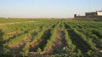 توزیع  مقدار98 تن انواع کود کشاورزی یارانه ای  برای مزارع گوجه‌فرنگی شهرستان علی آباد کتول در خرداد ماه سال۱۴۰۴