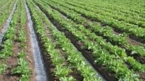 توزیع  مقدار87 تن انواع کود کشاورزی یارانه ای  برای مزارع گوجه‌فرنگی شهرستان گرکان در خرداد ماه سال۱۴۰۴