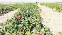 توزیع  مقدار تقریبی۱ تن انواع کود کشاورزی یارانه ای  برای مزارع گوجه‌فرنگی شهرستان  آزادشهر در خرداد ماه سال۱۴۰۴