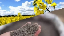 توزیع بیش از5 هزارو 55 انواع کود یارانه ای برای مزارع کلزا در هفت ماهه سال جاری توزیع بیش از5 هزارو 55 انواع کود یارانه ای برای مزارع کلزا در هفت ماهه سال جاری
