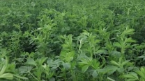 توزیع مقدار۷ تن برای مزارع ذرت خوشه ای در هفت ماهه سال جاری توزیع مقدار۷ تن برای مزارع ذرت خوشه ای در هفت ماهه سال جاری
