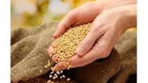 توزیع 130هزار کیلوگرم بذر شلتوک برنج در مازندران