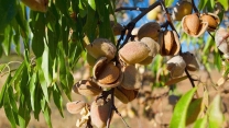 تأمین و توزیع  بیش از 30 تن کود کشاورزی طی سه ماه نخست سالجاری برای تقویت کیفیت بادام در استان قزوین