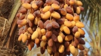 هرمزگان؛ قطب تولید خرمای کشور با پشتیبانی مستمر شرکت خدمات حمایتی کشاورزی