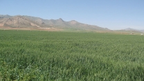 رشد تولید محصولات گندم و جو در استان همدان با تغذیه مناسب کودی 